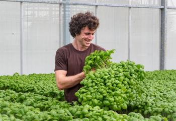 Aromatiques bio de la Ferme Horticole theart