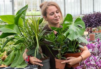 vente de plantes vertes à la Ferme horticole Théart