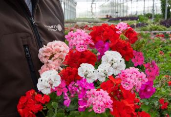 Fleurs annuelles à la Ferme Horticole Théart