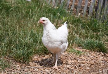 Poule de la ferme lors d'une visite pour les enfants