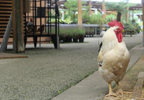 Les poules de la ferme de Gally