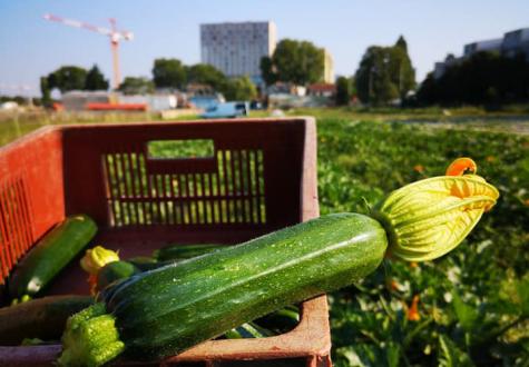 Légume de la ferme de Saint Denis