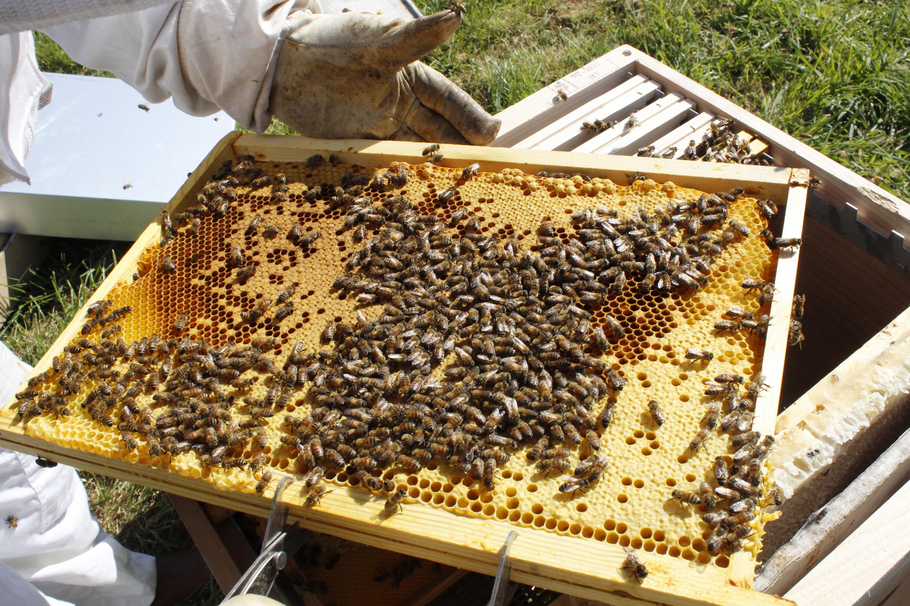 Miel en rayon du rucher de Gally