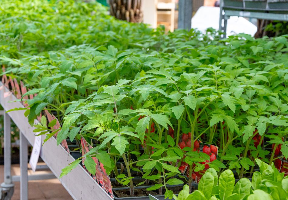 Offres de saison à la jardinerie des Fermes de Gally