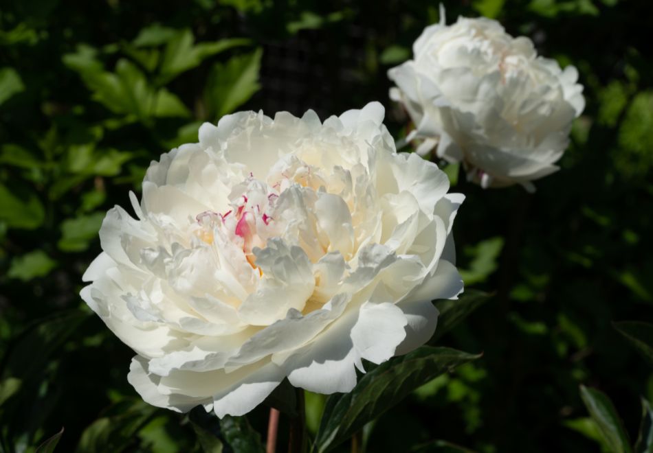 Offres de saison à la Jardinerie des Fermes de Gally