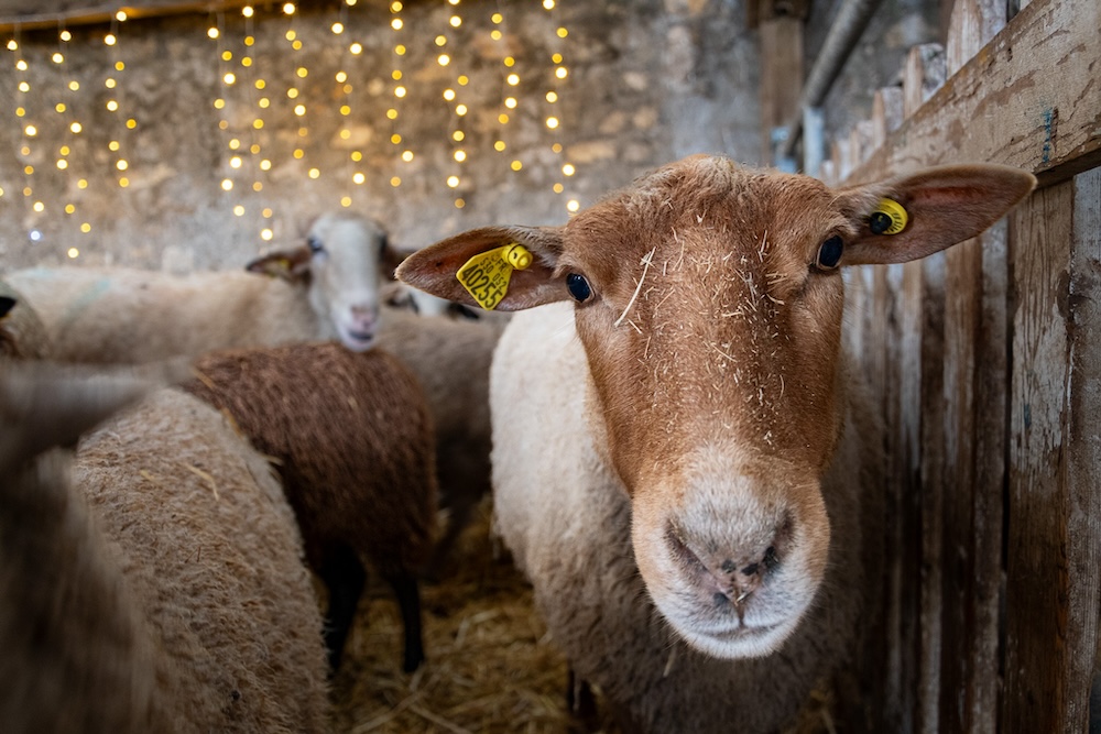 Noel et Merveilles à la Ferme de Gally