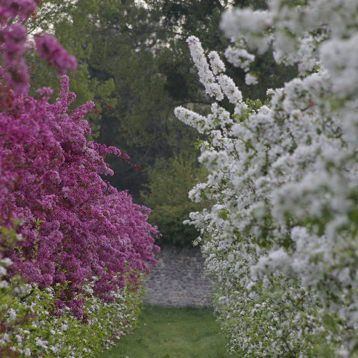 Arbres fruitiers