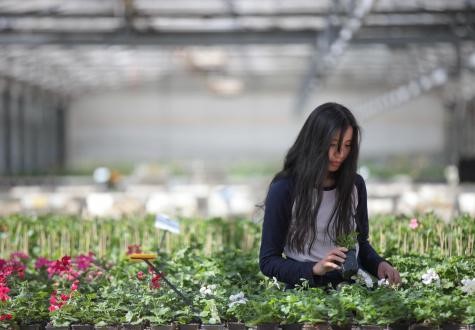 Vente de plantes annuelles