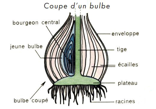 coupe bulbe