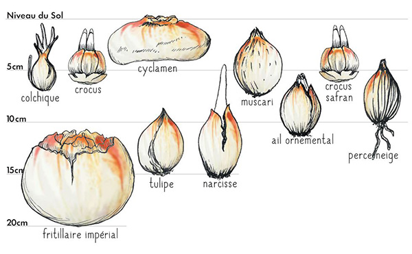 Les Bulbes  Les Fermes de Gally