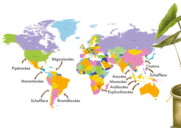 carte monde plantes tropicales