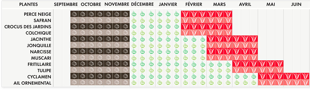 période de plantation et de floraison des bulbes