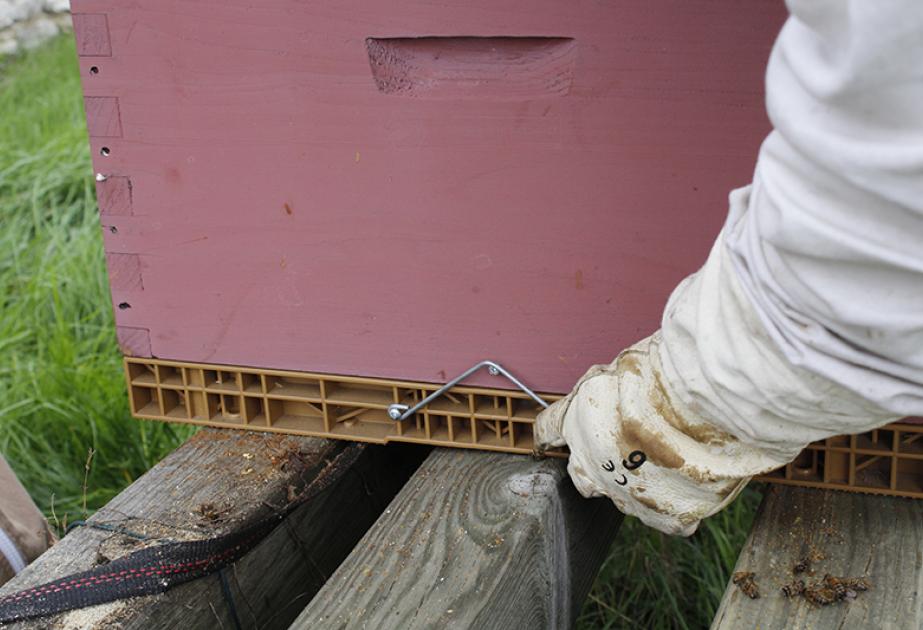 Fixation de la ruche