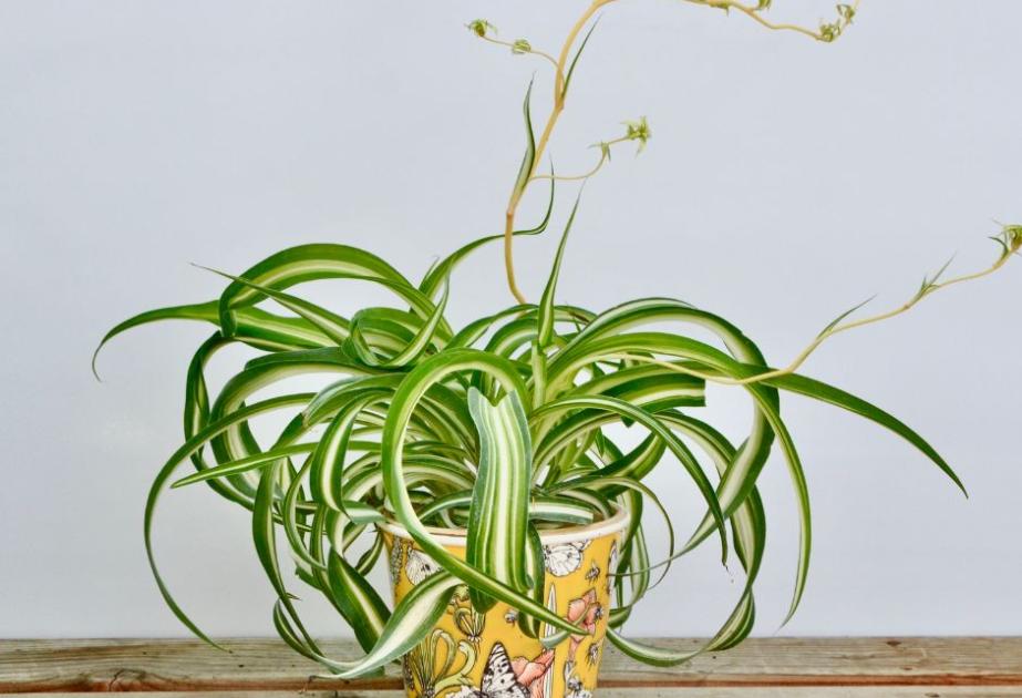 Le Chlorophytum 