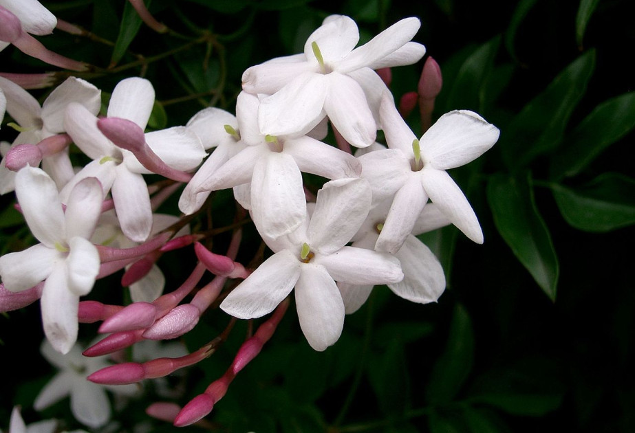 jasmin a mettre dans un jardin d'hiver à retrouver à la jardinerie des Fermes de Gally à Saint-Cyr-l'Ecole 78