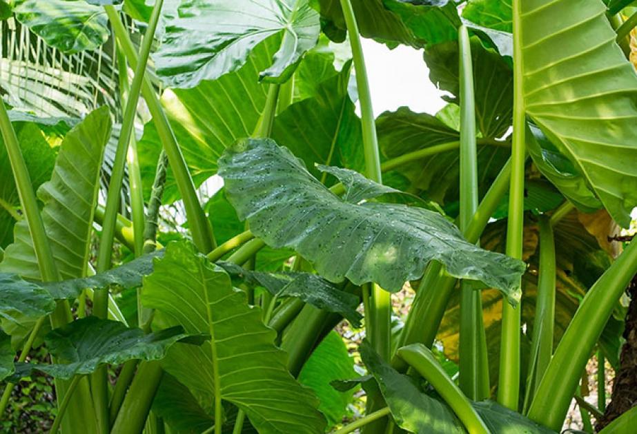 Alocasia