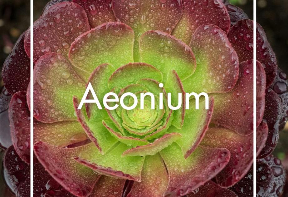 Aeonium produite à la Ferme Horticole Théart