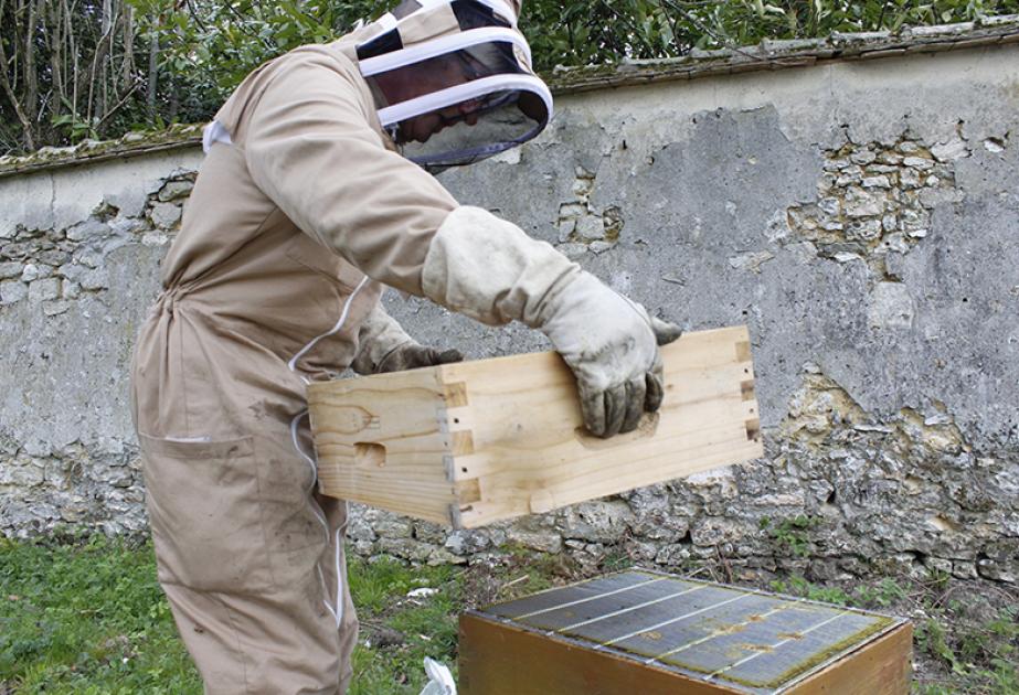 L'apiculteur présente la hausse