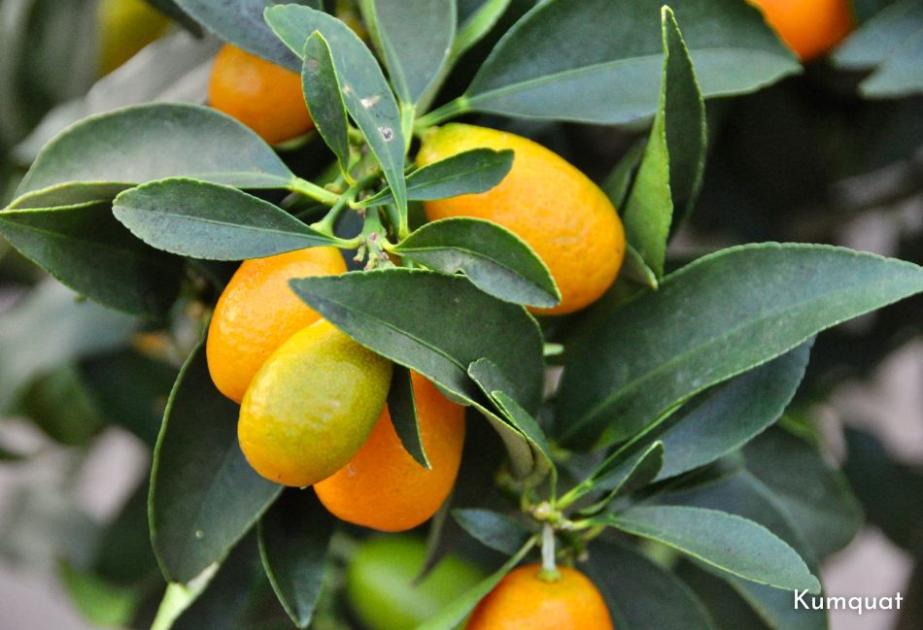 Kumquat