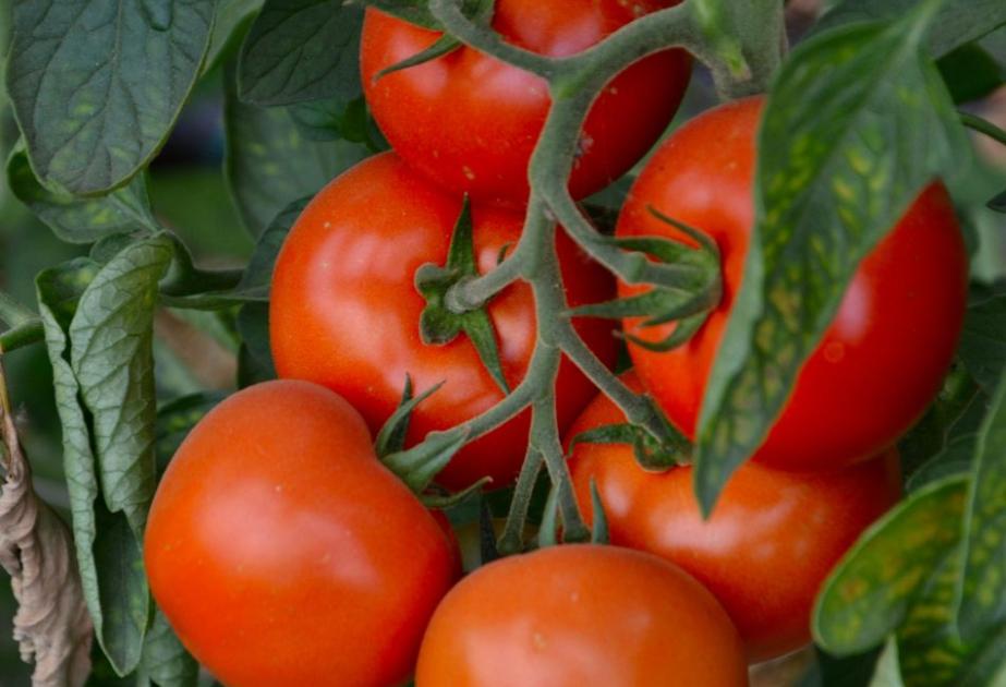 Tomates à semer