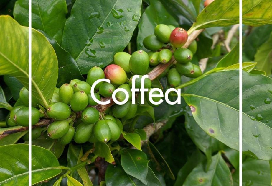 Coffea produite à la Ferme Horticole Théart