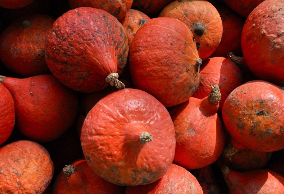 Potimarron à semer