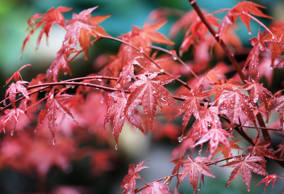 Erable du Japon vendus à la jardinerie des Fermes de Gally