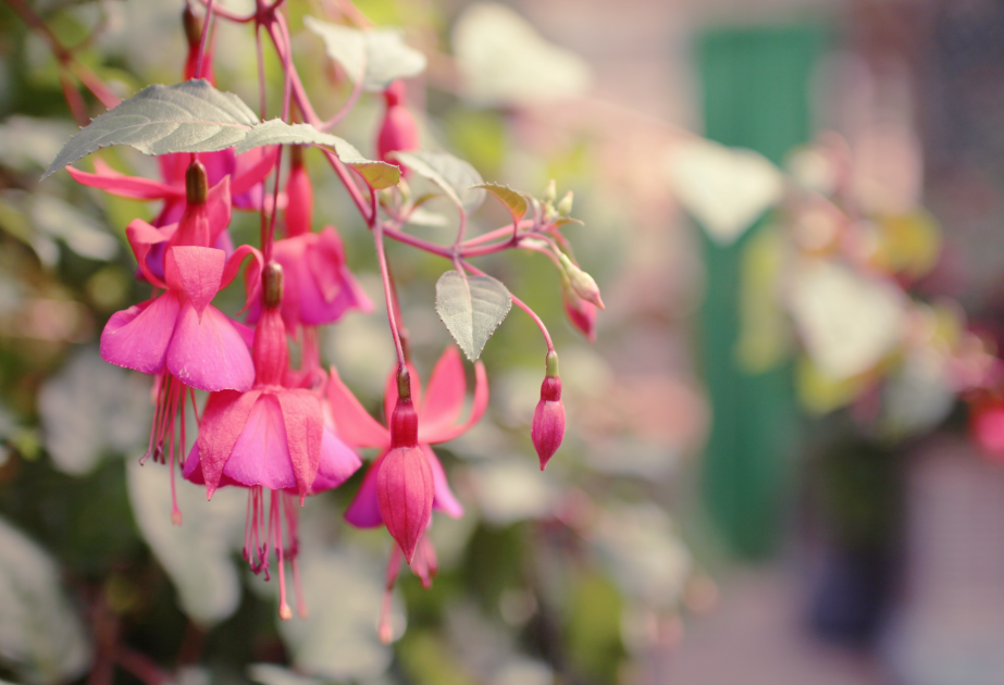 Fuschias à la jardinerie des Fermes de Gally