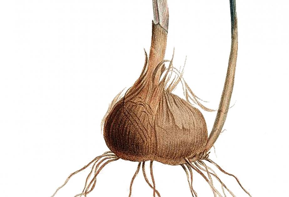 Les cormes
