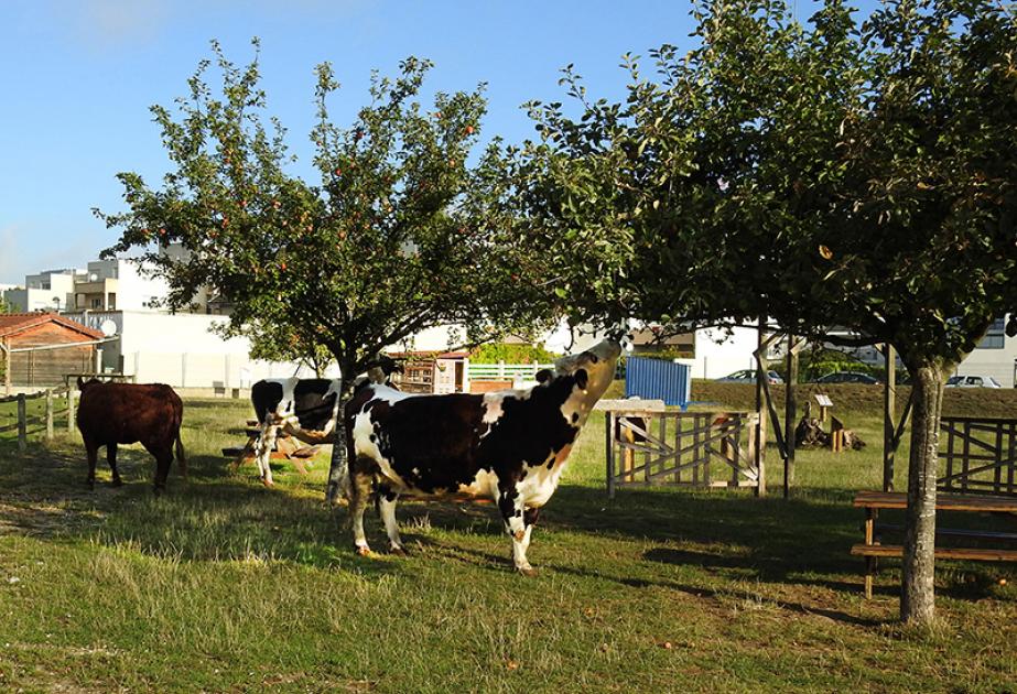 Visite à la ferme pédagogique de sartrouville pour les centres de loisirs