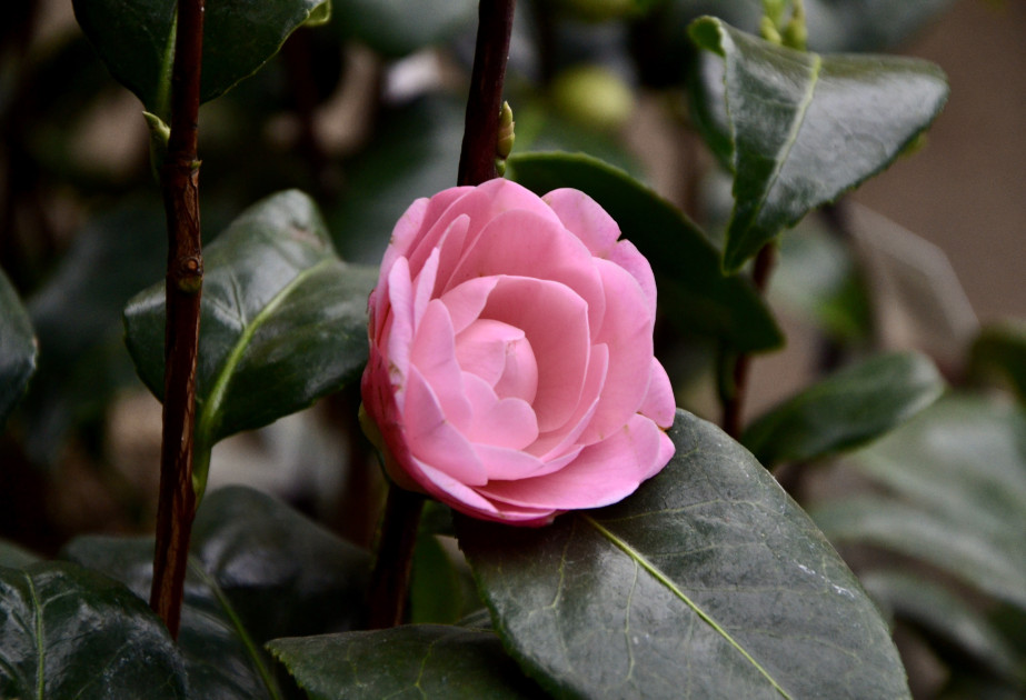 Camelias à mettre dans un jardin d'hiver à retrouver à la jardinerie des Fermes de Gally à Saint-Cyr-l'Ecole 78