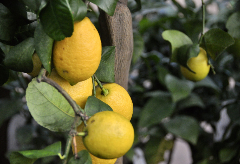 Agrumes à placer dans un jardin d'hiver à retrouver à la jardinerie des Fermes de Gally à Saint-Cyr-l'Ecole 78