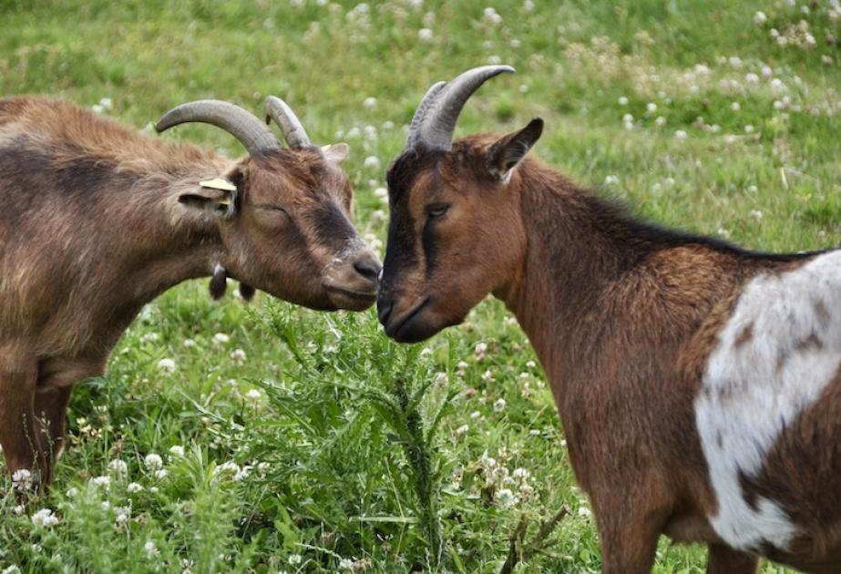 Chevres à la ferme de gally