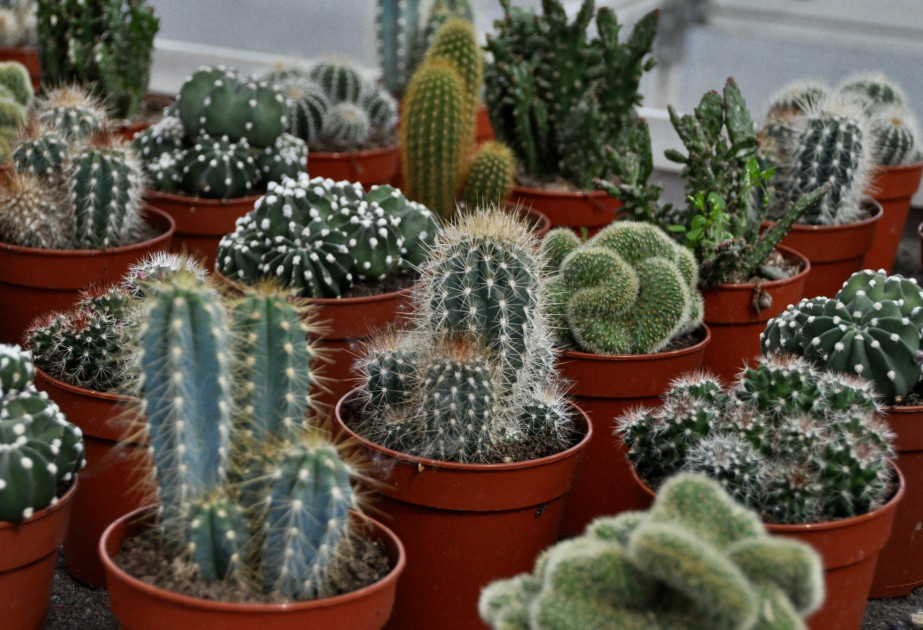 Cactées pour jardin d'hiver à retrouver à la jardinerie des Fermes de Gally à Saint-Cyr-l'Ecole 78