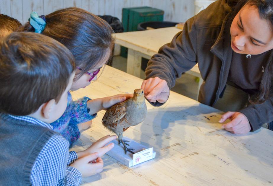 Atelier oiseaux pour enfant à la ferme de gally