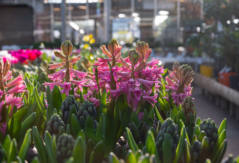Jacinthes à mettre dans un jardin d'hiver à retrouver à la jardinerie des Fermes de Gally à Saint-Cyr-l'Ecole 78
