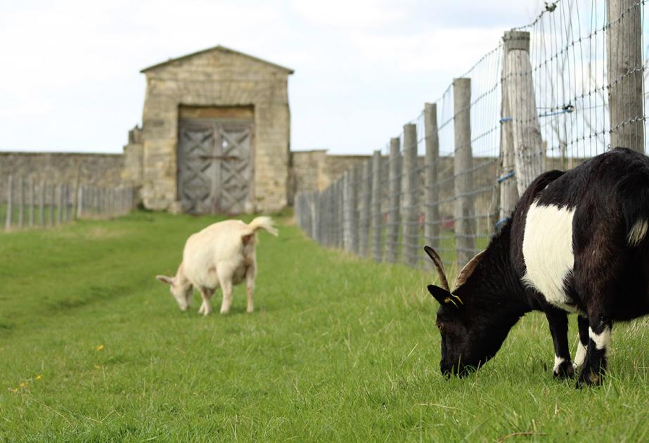 Rencontre avec les chèvres à la Ferme de Gally