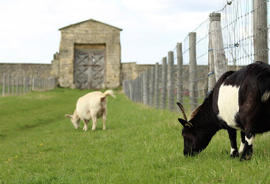 Animaux de la ferme pédagogique