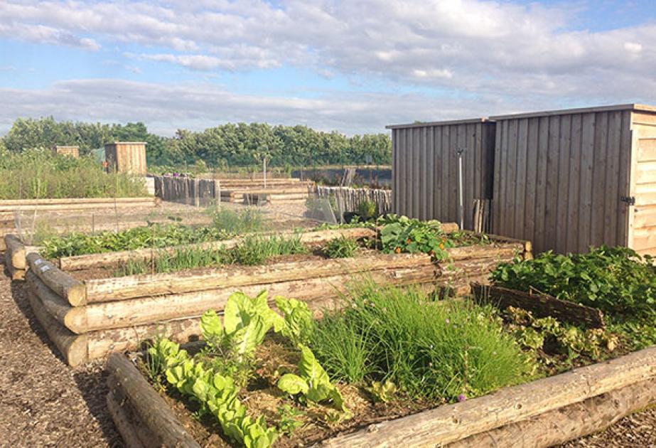 Plantation de légumes 