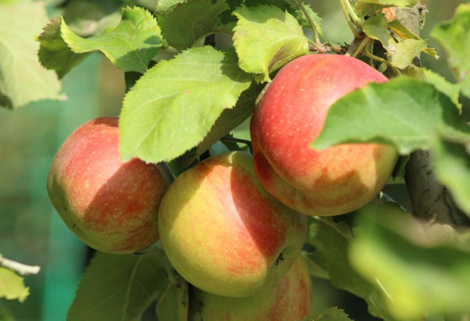 pomme rubinette cueillette gally