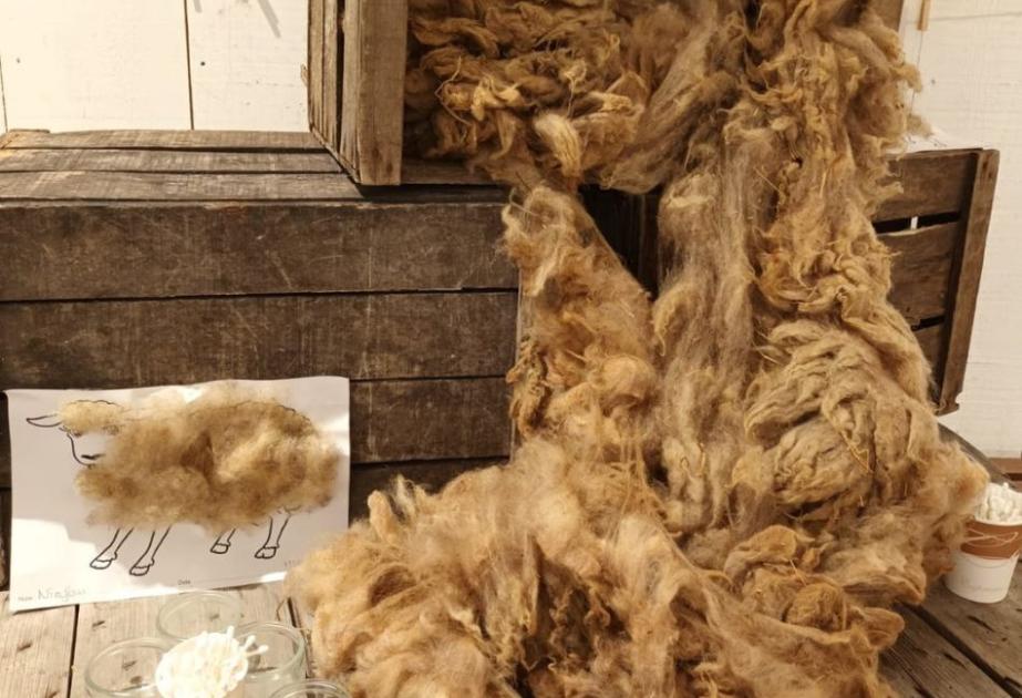 Atelier collage de laine ferme gally saint cyr l'ecole