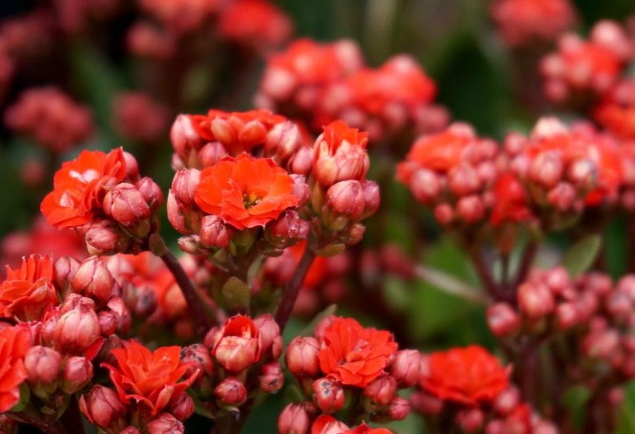 Kalanchoe