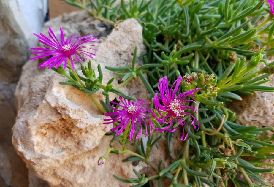 Pourpier Delosperma