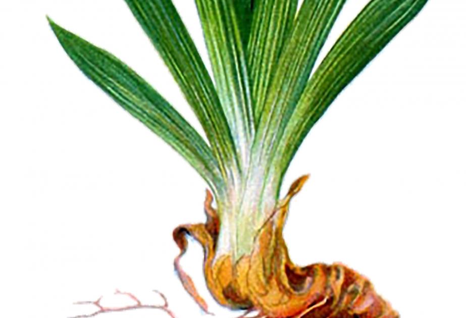 Les rhizomes