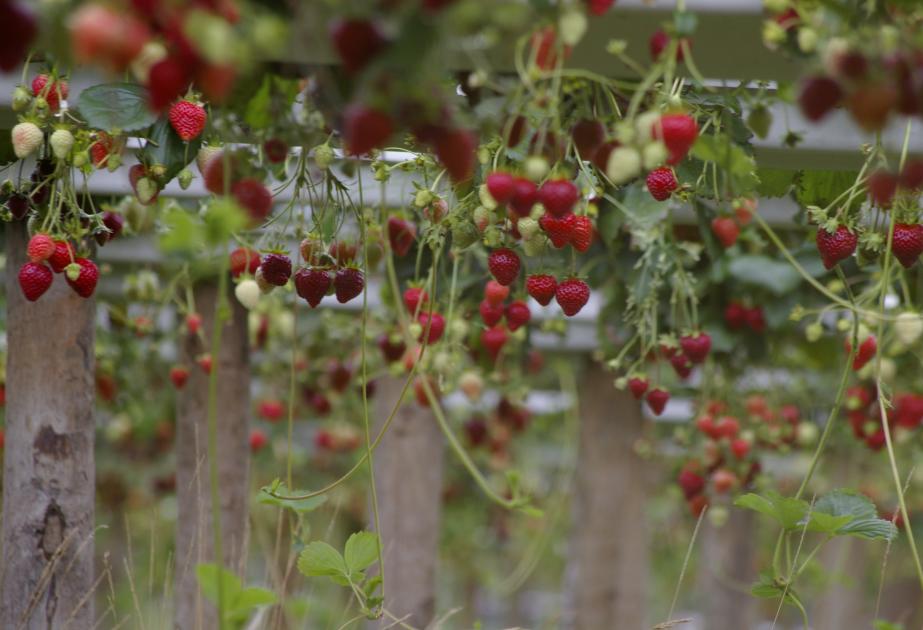 Cueillette de fraises