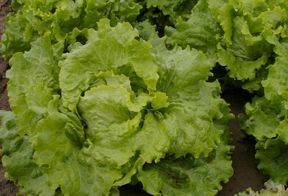 Salade de la cueillette