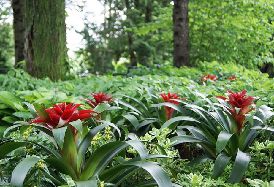 Bromeliacées