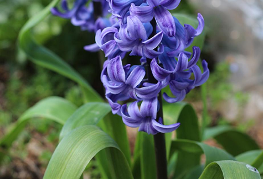 Les bulbes à fleurs coupés