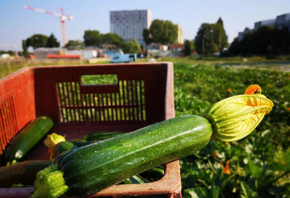 Légumes de la ferme