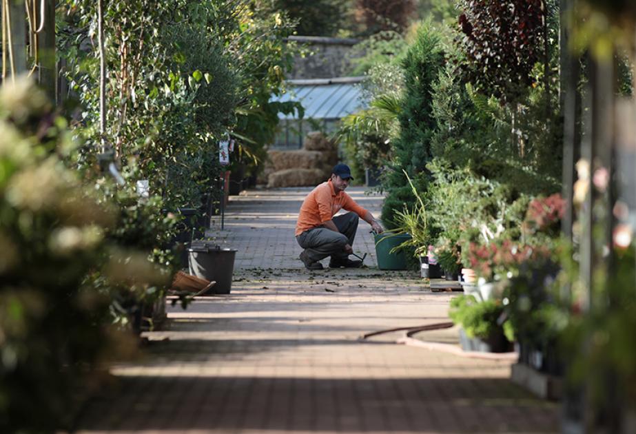 Pépinière de la jardinerie
